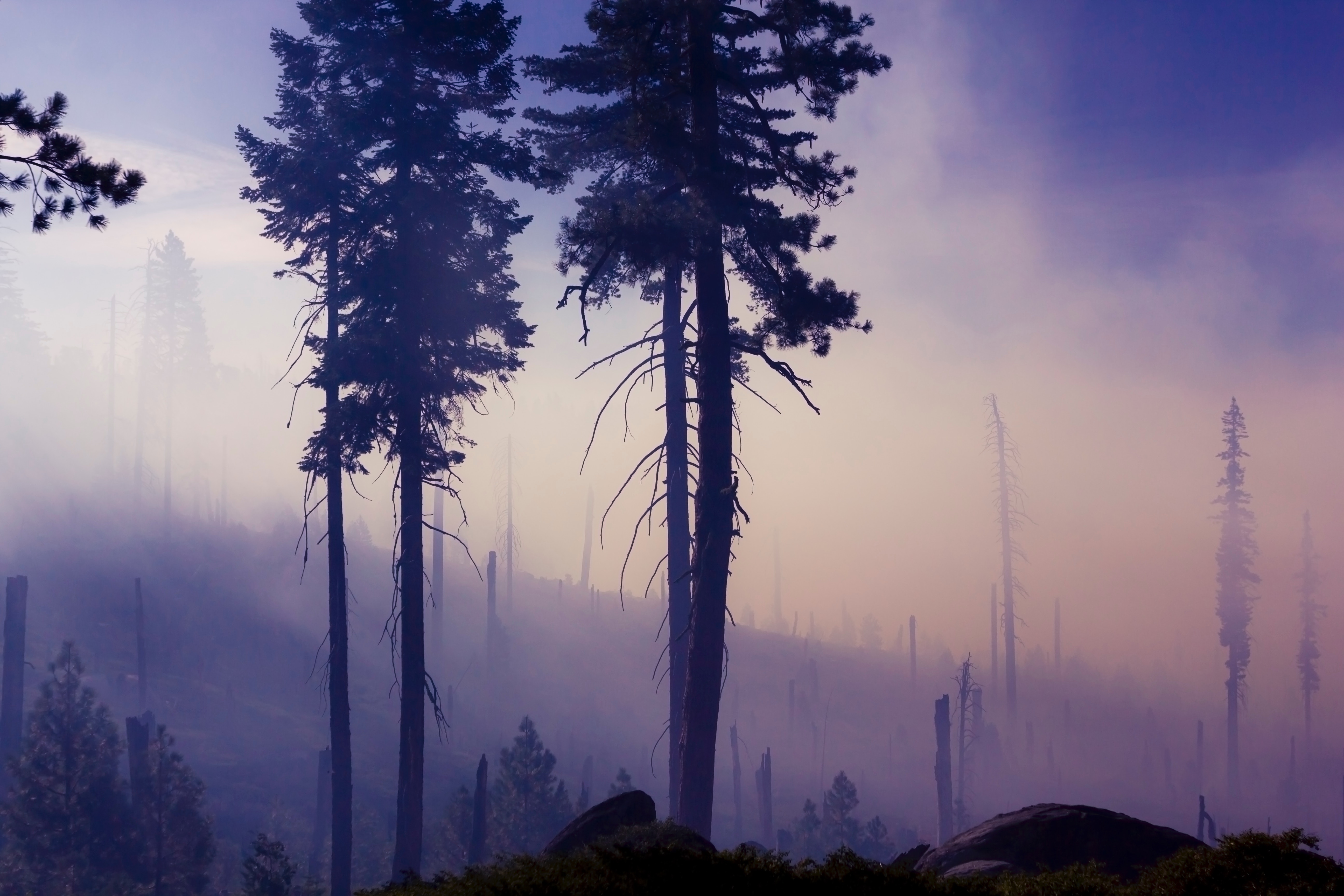 Dawn after wildfire in a forest