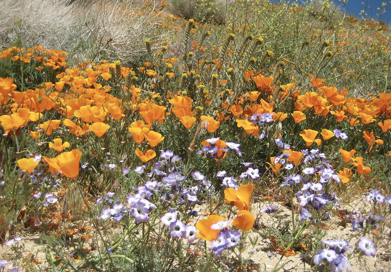 California drought tolerant and native plants