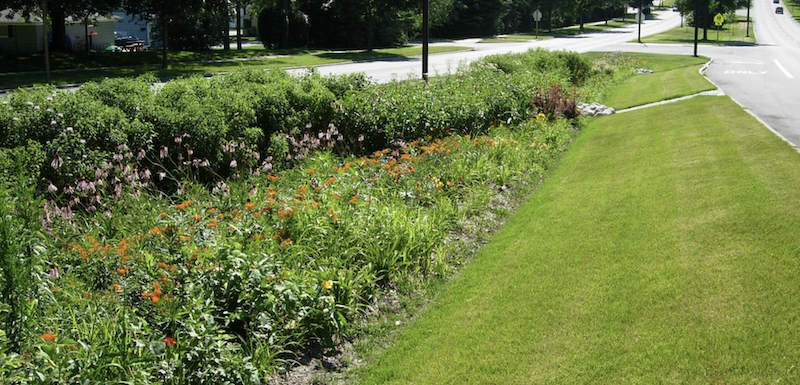 bioswale to help redirect and clean water runoff from road 