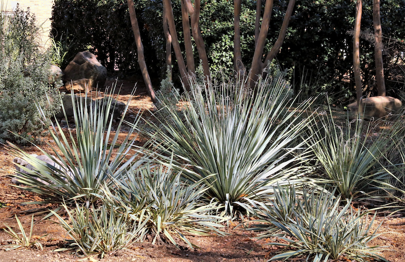 yucca plants in dry garden