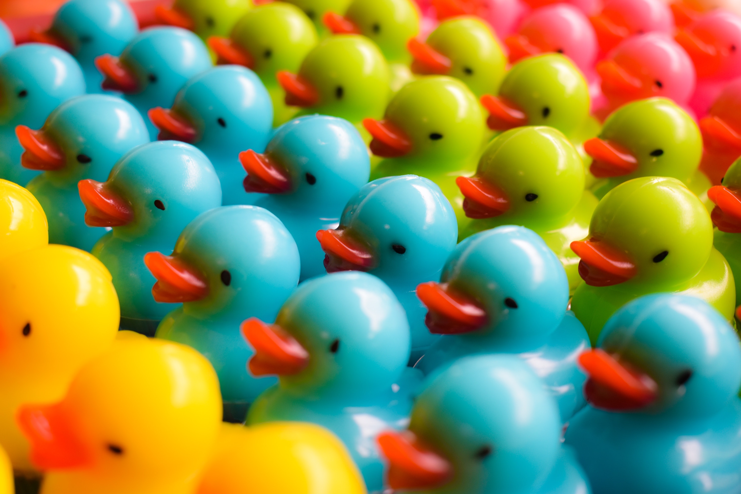 Rows of toy ducks