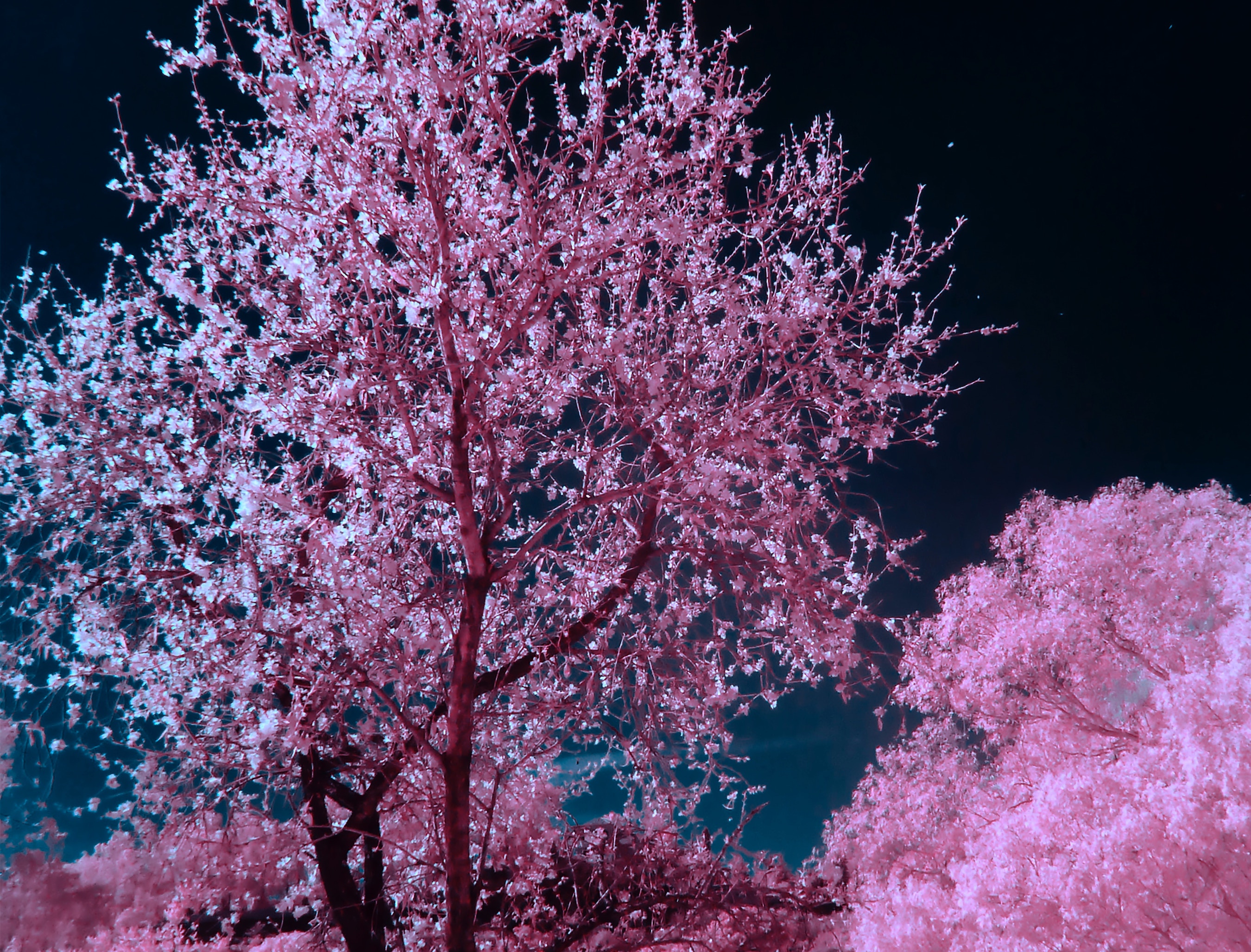 Tree in the nighttime