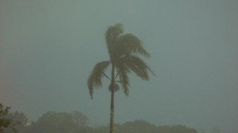 Palm tree in a storm in Puerto Rico