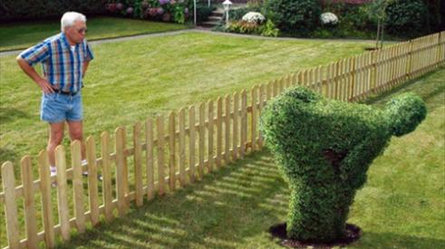 Man looking over fence at cheeky (offensive?) topiary