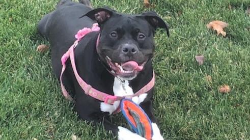 pit bull dog with Frisbee toy