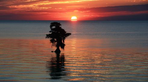 Sunset over water with tree