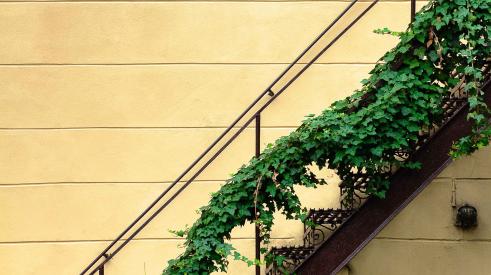 Exterior iron stairs covered in ivy against yellow wall