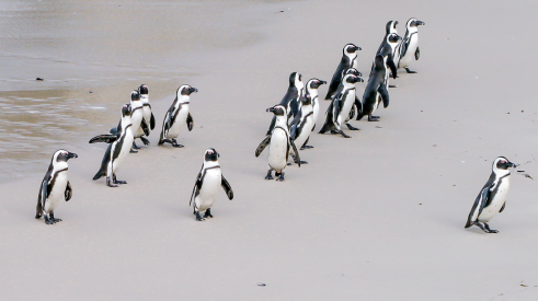 Penguin leading a group of penguins