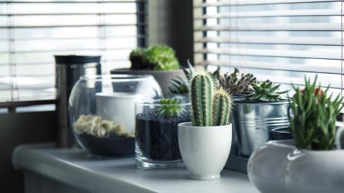 plants on kitchen counter