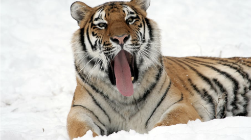 tiger tamed and yawning