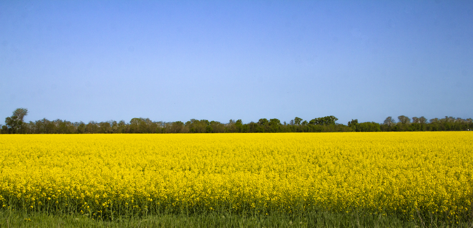 Landscape depicting Ukrainian flag colors