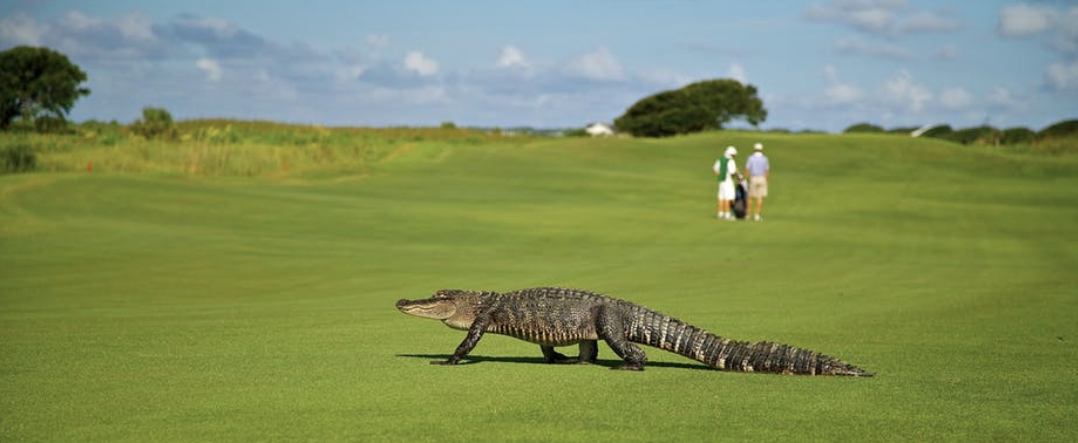 Alligator on golf course_Pixabay