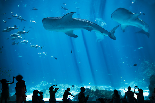 Whale Shark Atlanta Aquarium