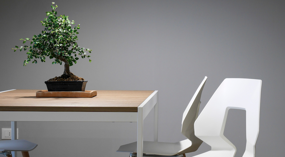 Bonsai tree on table to bring natural elements indoors
