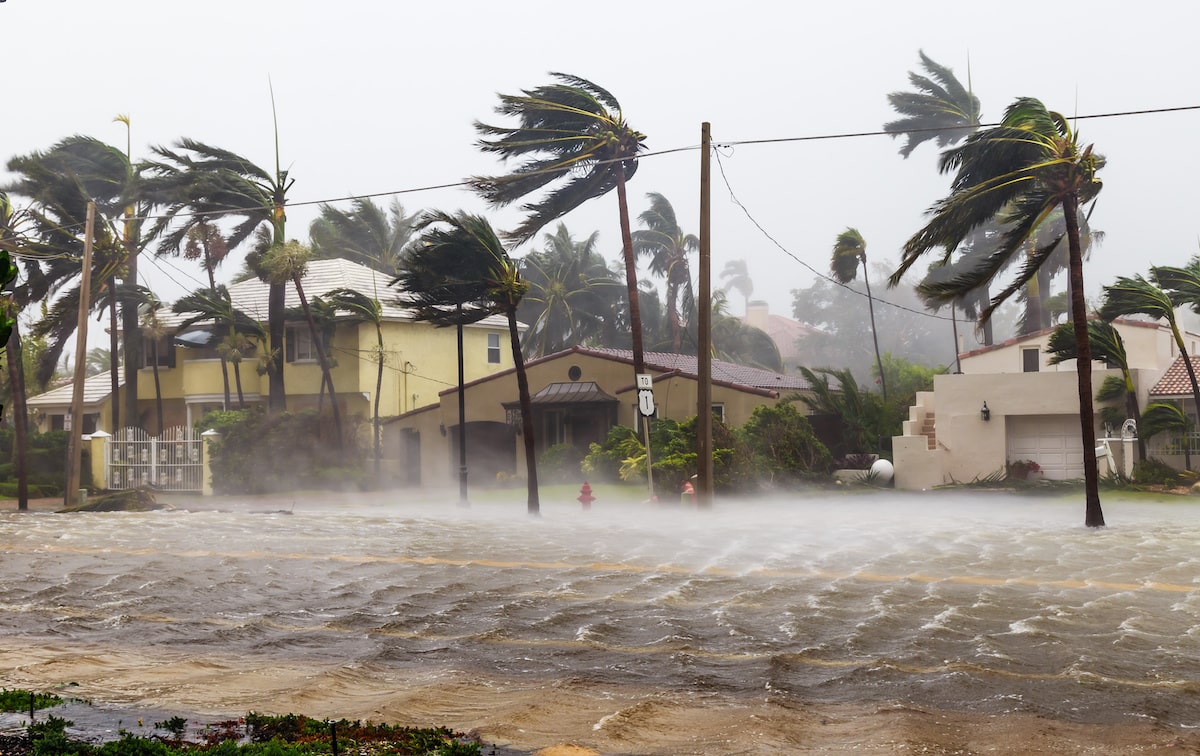 Hurricane winds and rain push against palm trees in residential area