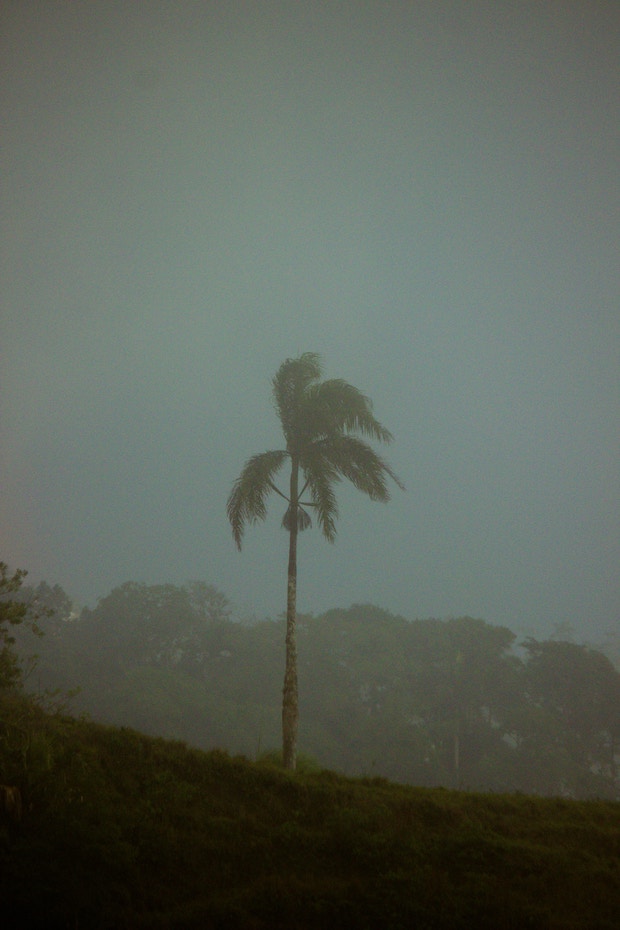 Palm tree in a storm in Puerto Rico