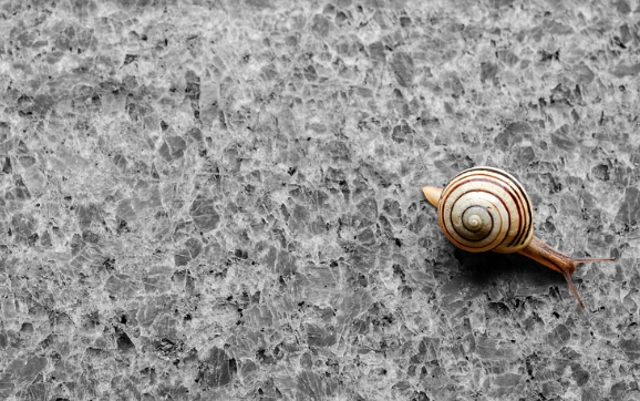 Granite countertop with tiny house on the move—a snail