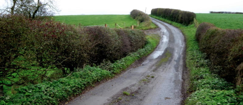 Road leading up grassy hill with hedges on either side