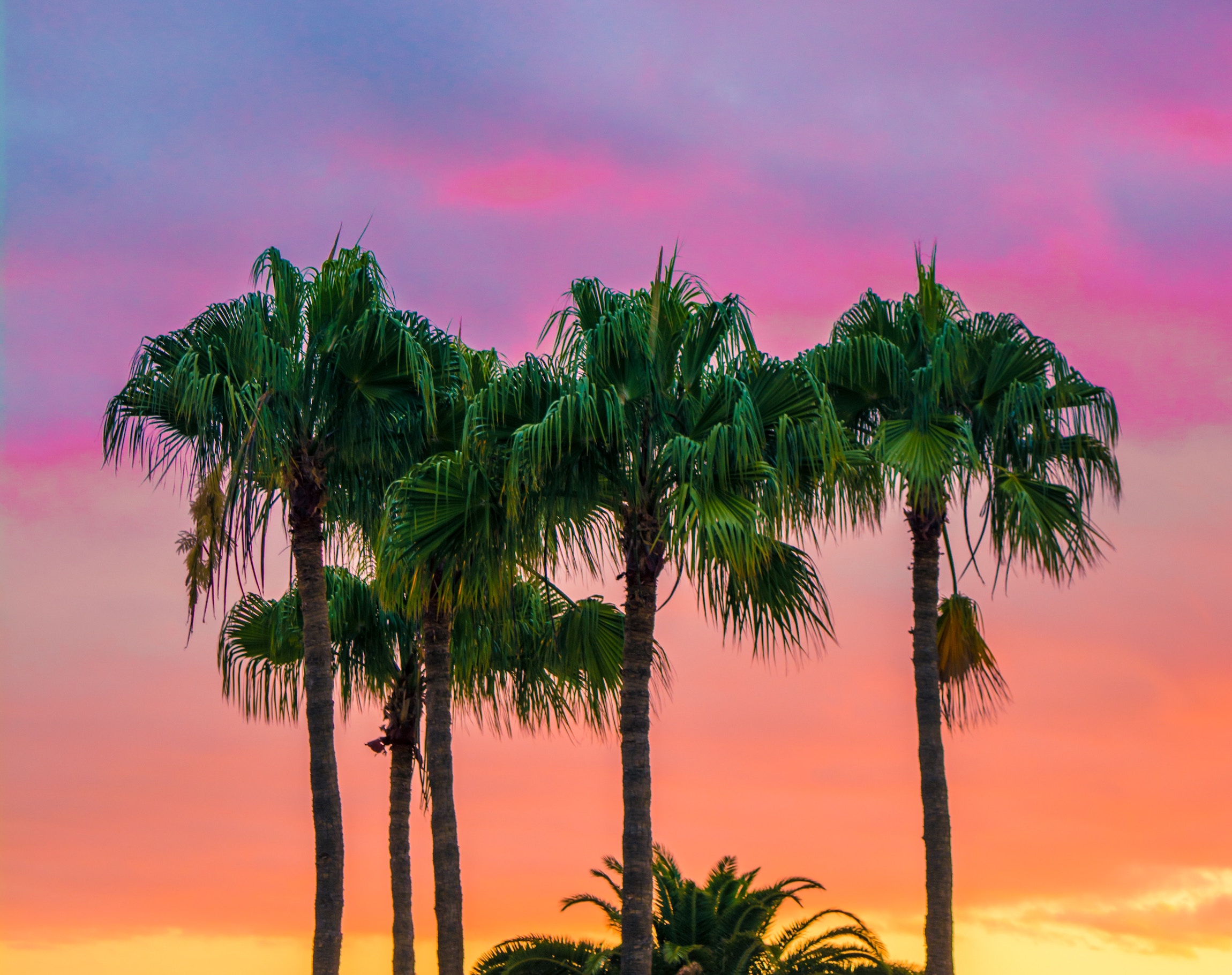 Palm trees against a sunset