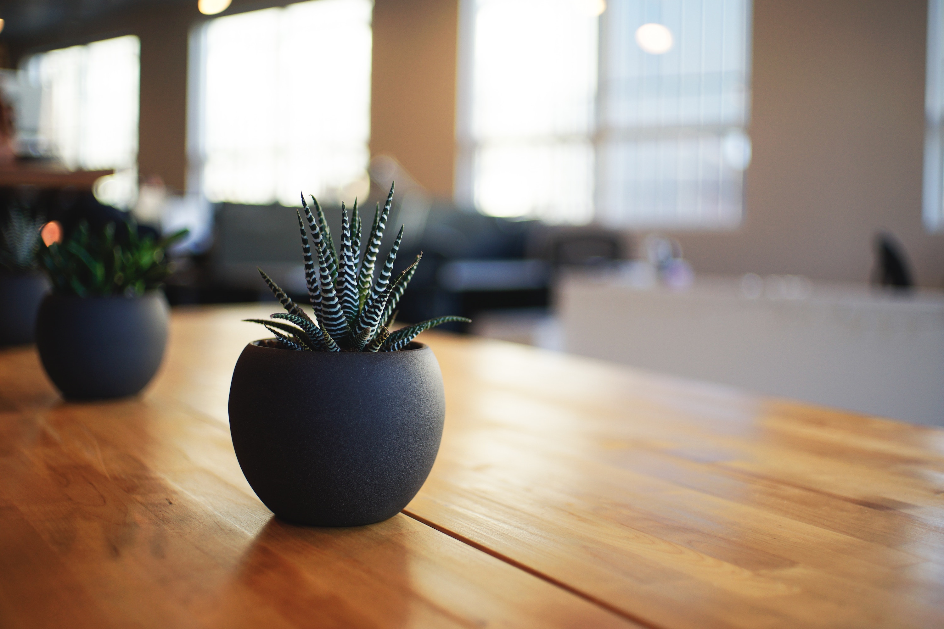 Plant on desk in office