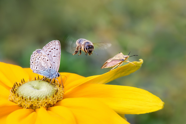 bee, stinkbug, and butterfly landing on yellow flower petals