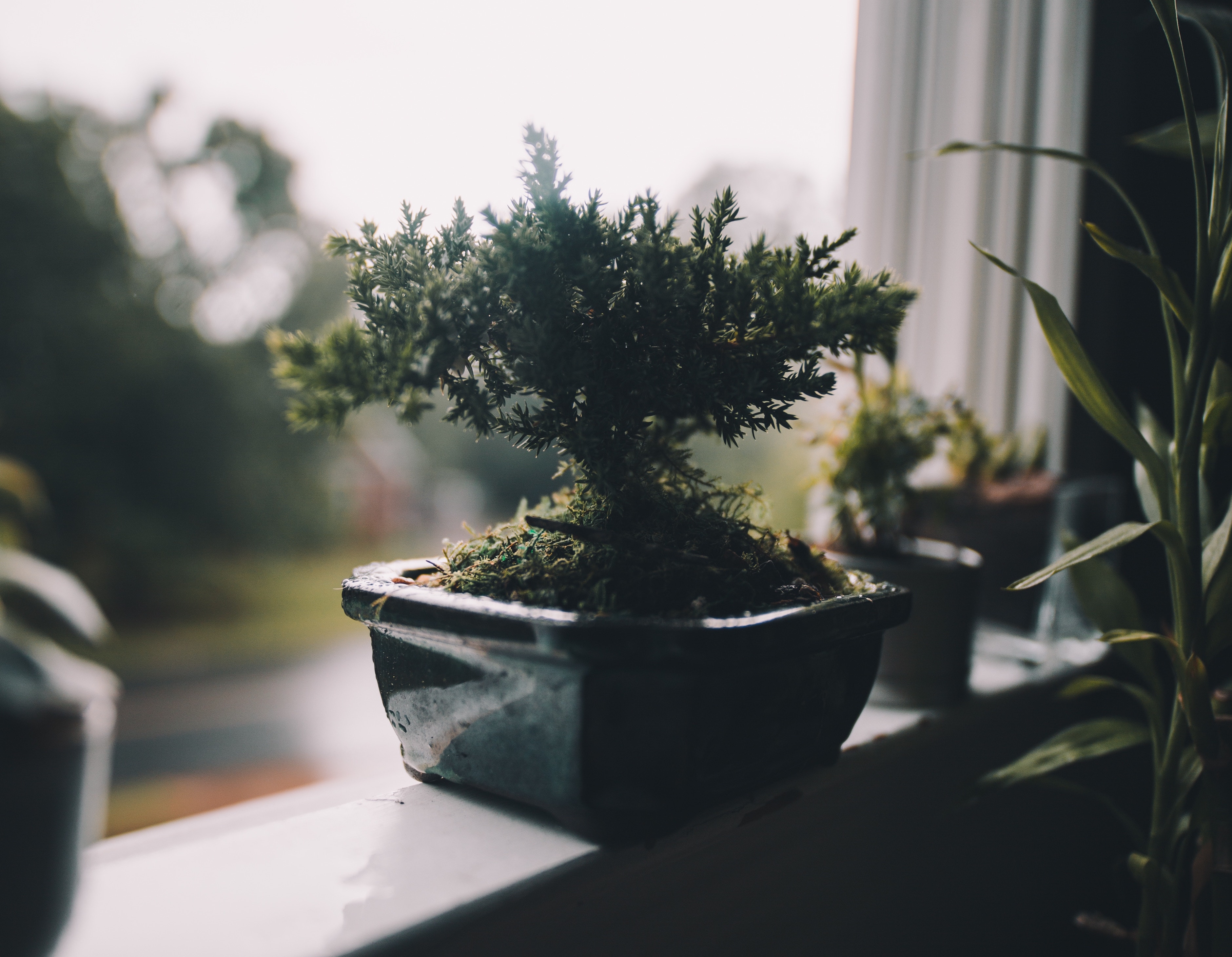 plant on windowsill