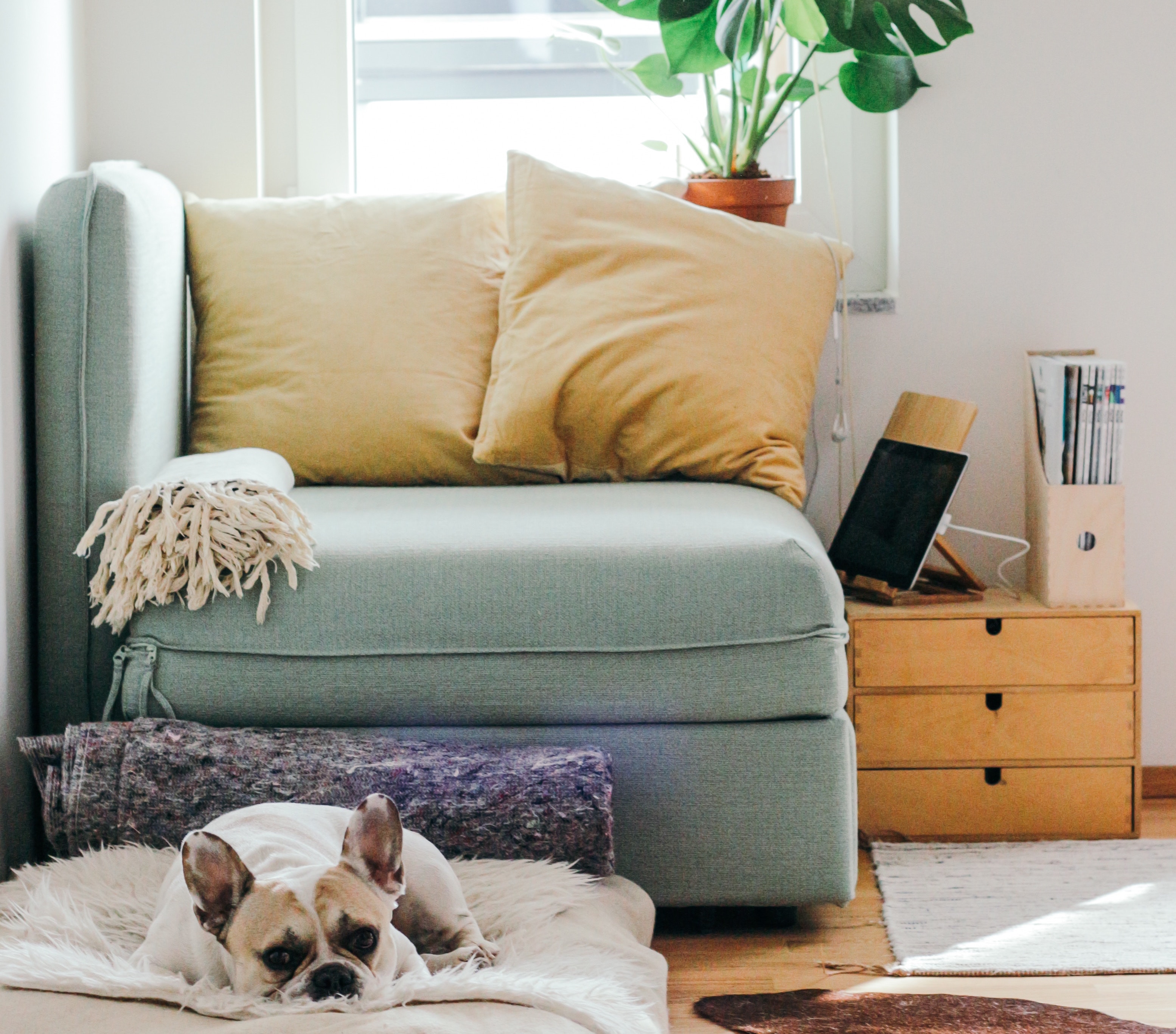 House interior with french bulldog on dog bed