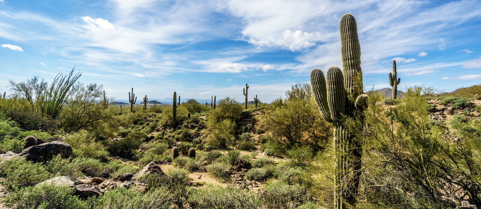 Cactus in the Arizona desert