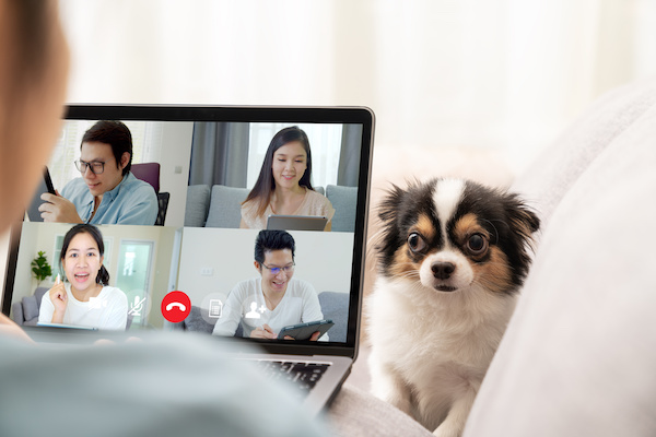 man participating in video conference call on laptop with small dog in background