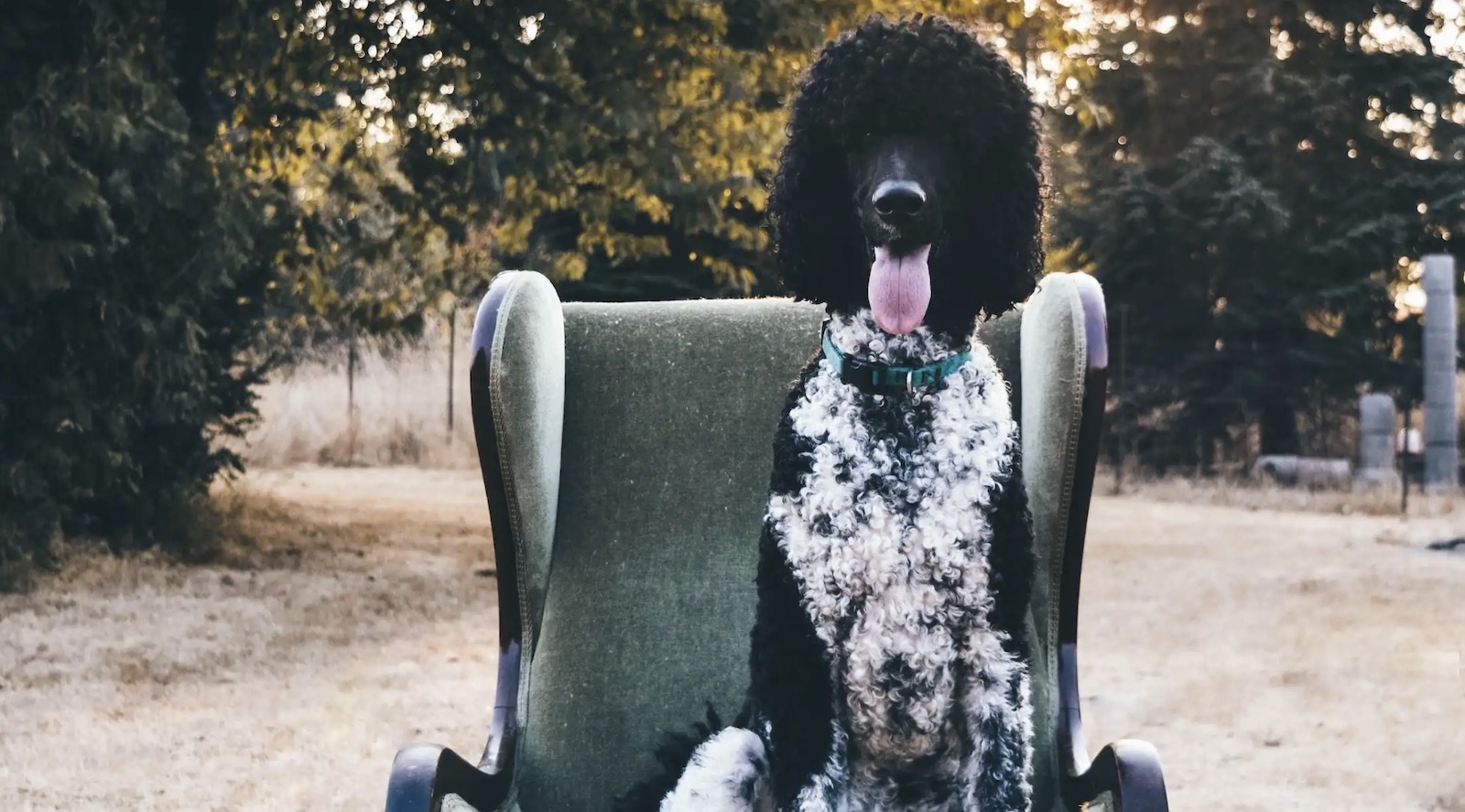 Dog sitting in chair in park