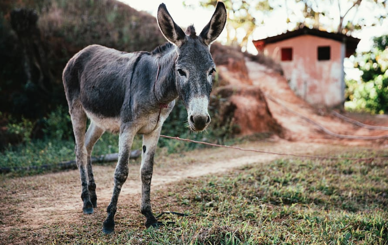 donkey tied up on a farm with a path leading away uphill