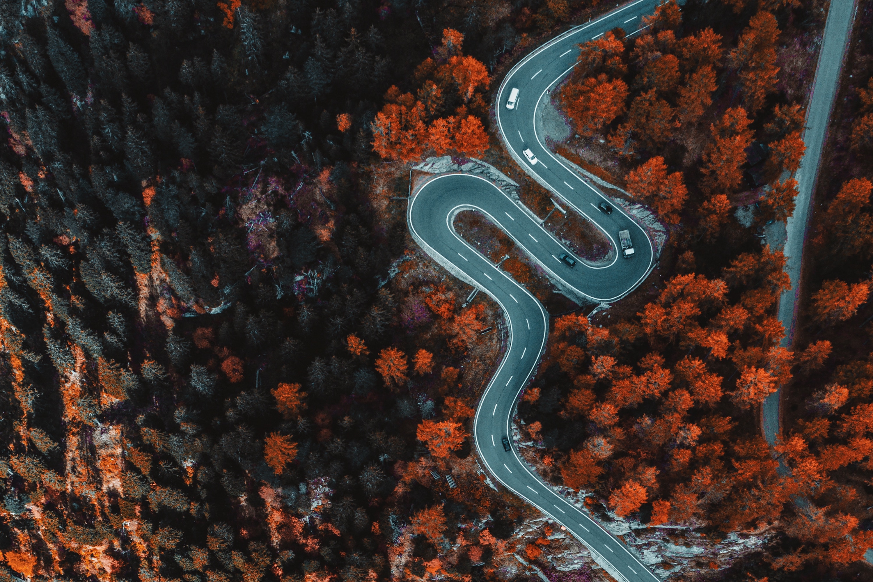 Winding road in the trees