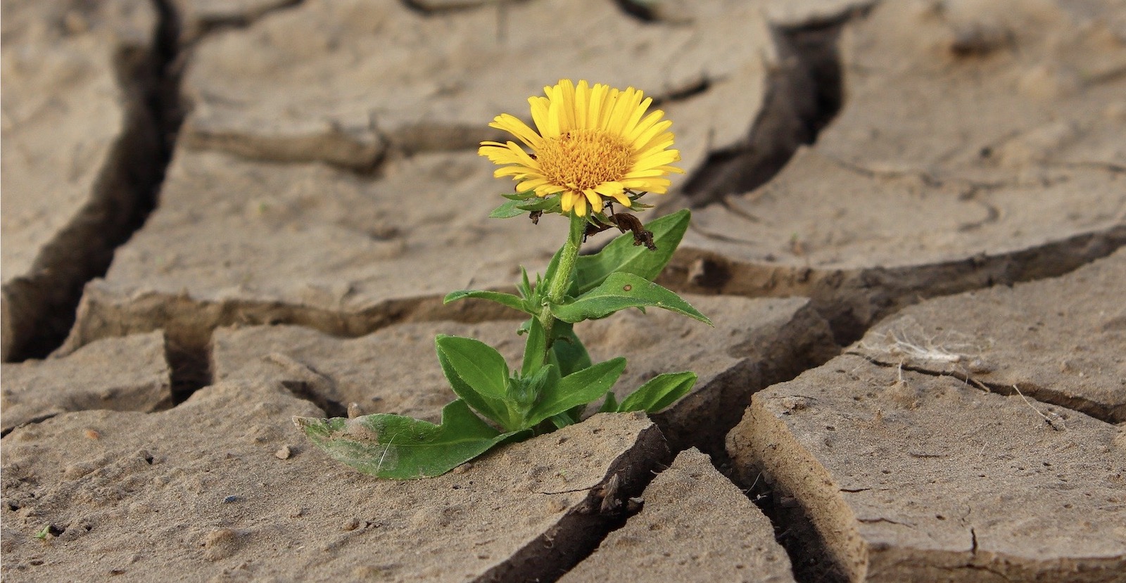 Flower discovered growing from parched earth