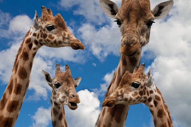 Giraffe_family