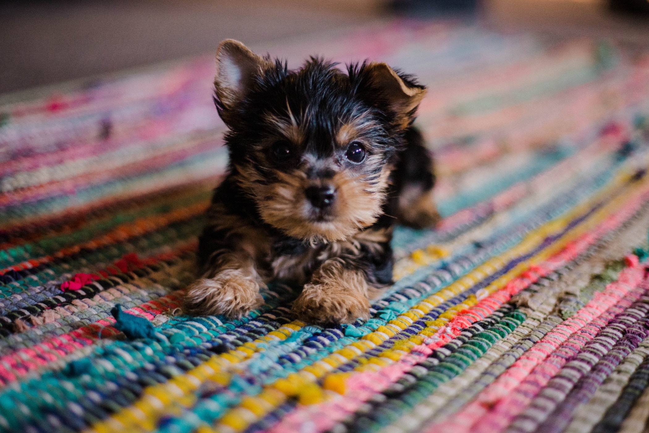 Puppy on a rug in a home