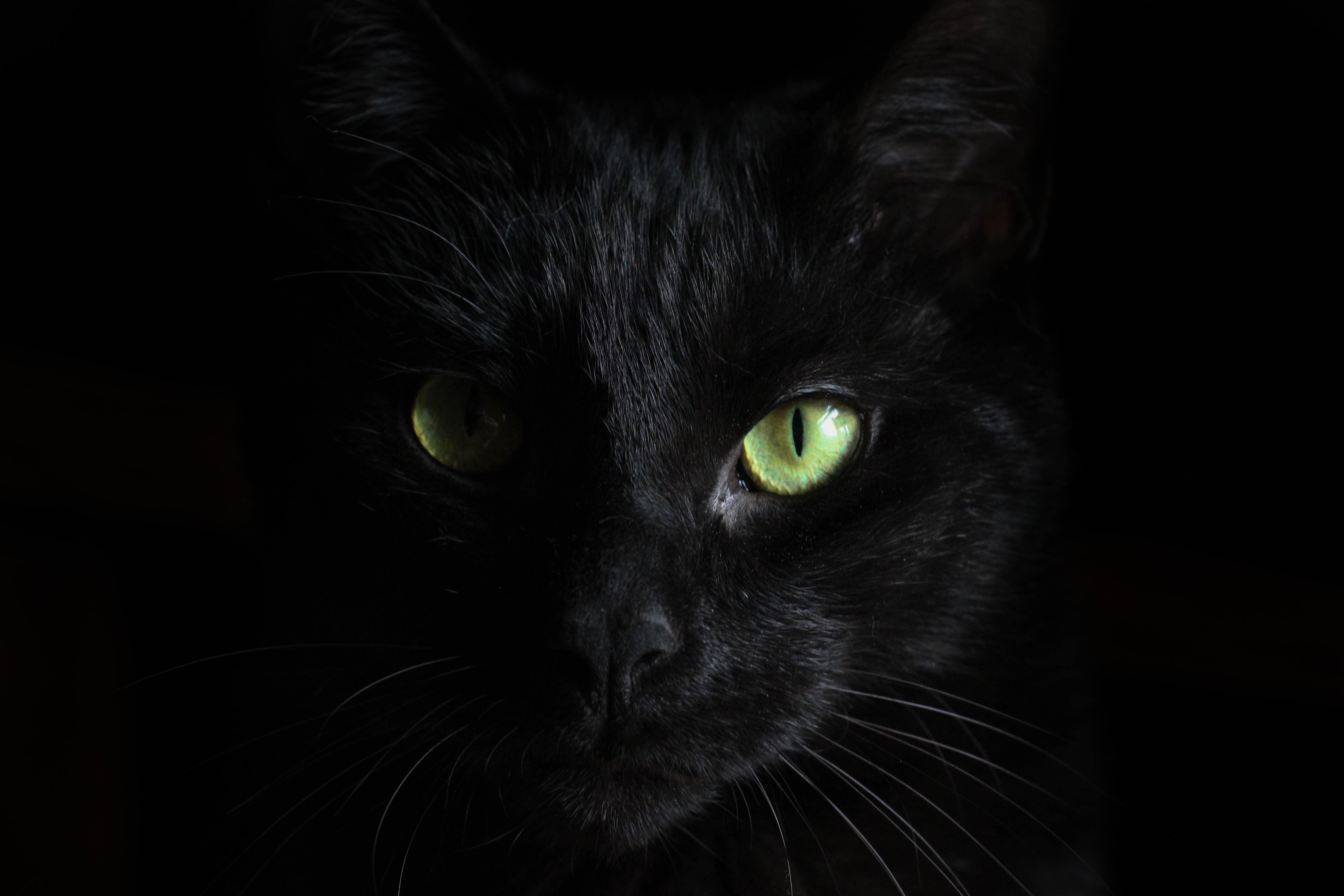 black cat against black background