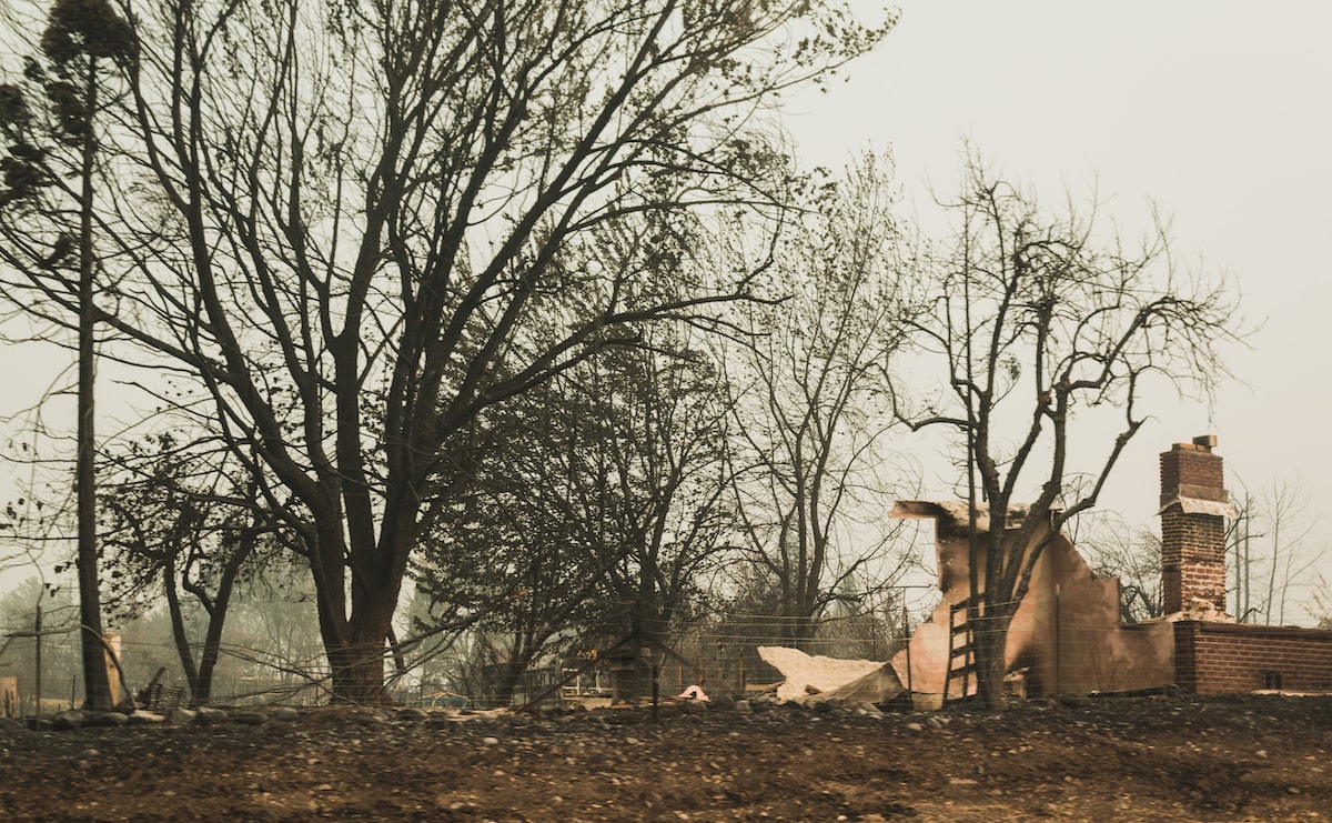 Chimney and scorched tree left behind by wildfire