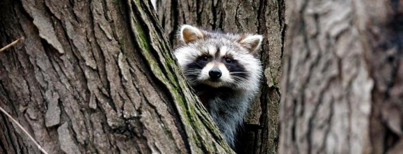 Raccoon-photo-from-AP.jpg