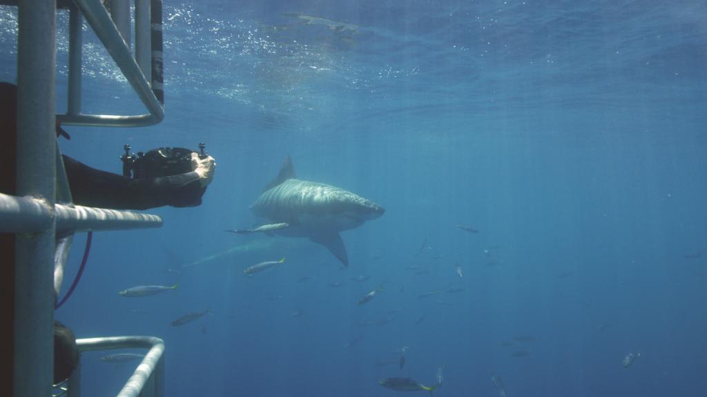 Builders want proof of performance. LP took it to the extreme by sending LP Legacy sub-flooring panels diving with sharks.