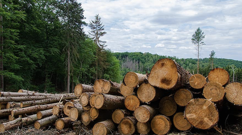 Managing forests to selectively cut trees for lumber