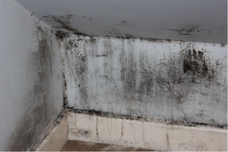 Home mold damage for mold removal and mold remediation