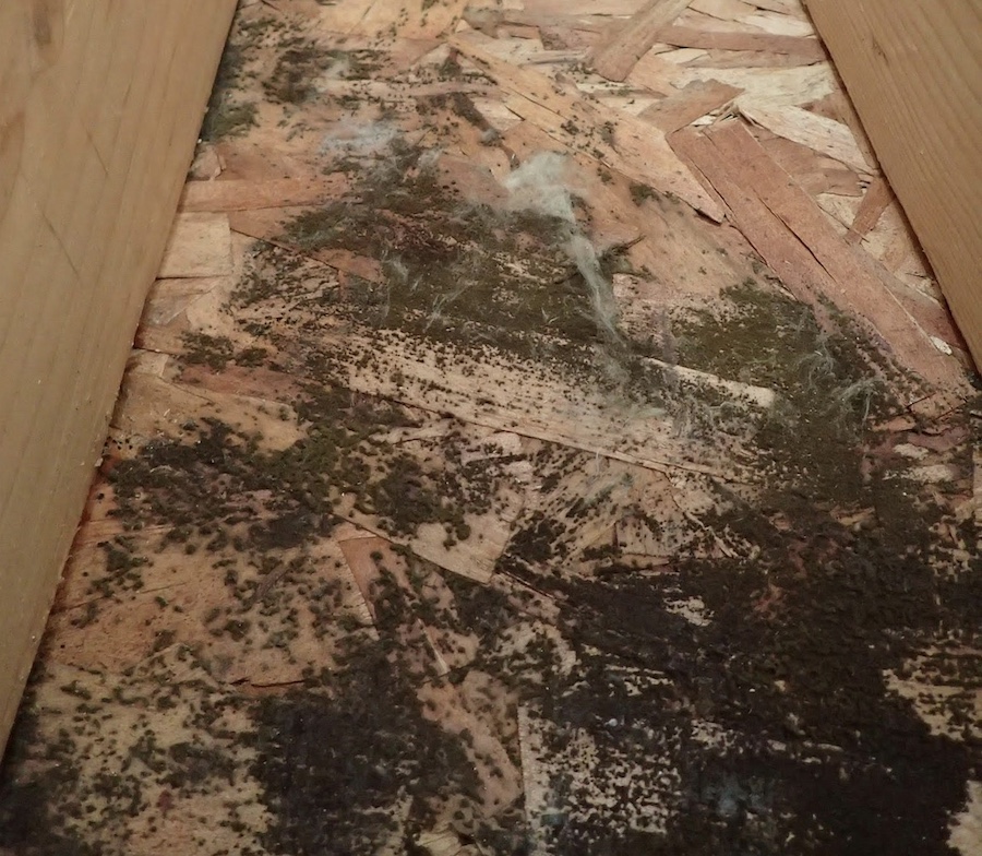 Mold growth in new-construction home