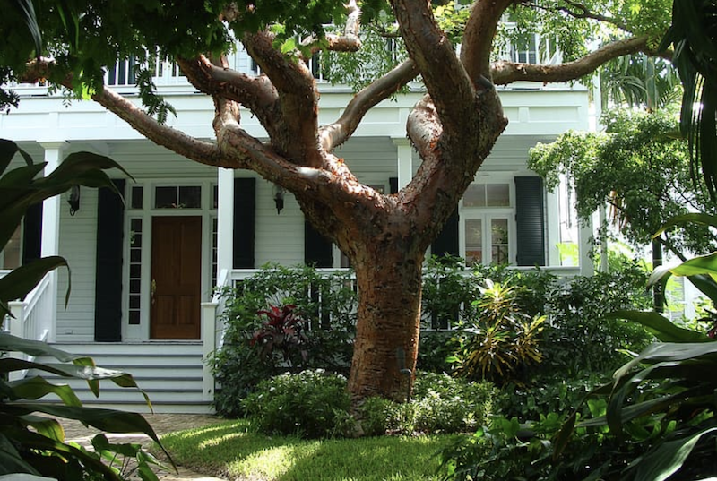 Shade trees boost a home's curb appeal for homebuyers