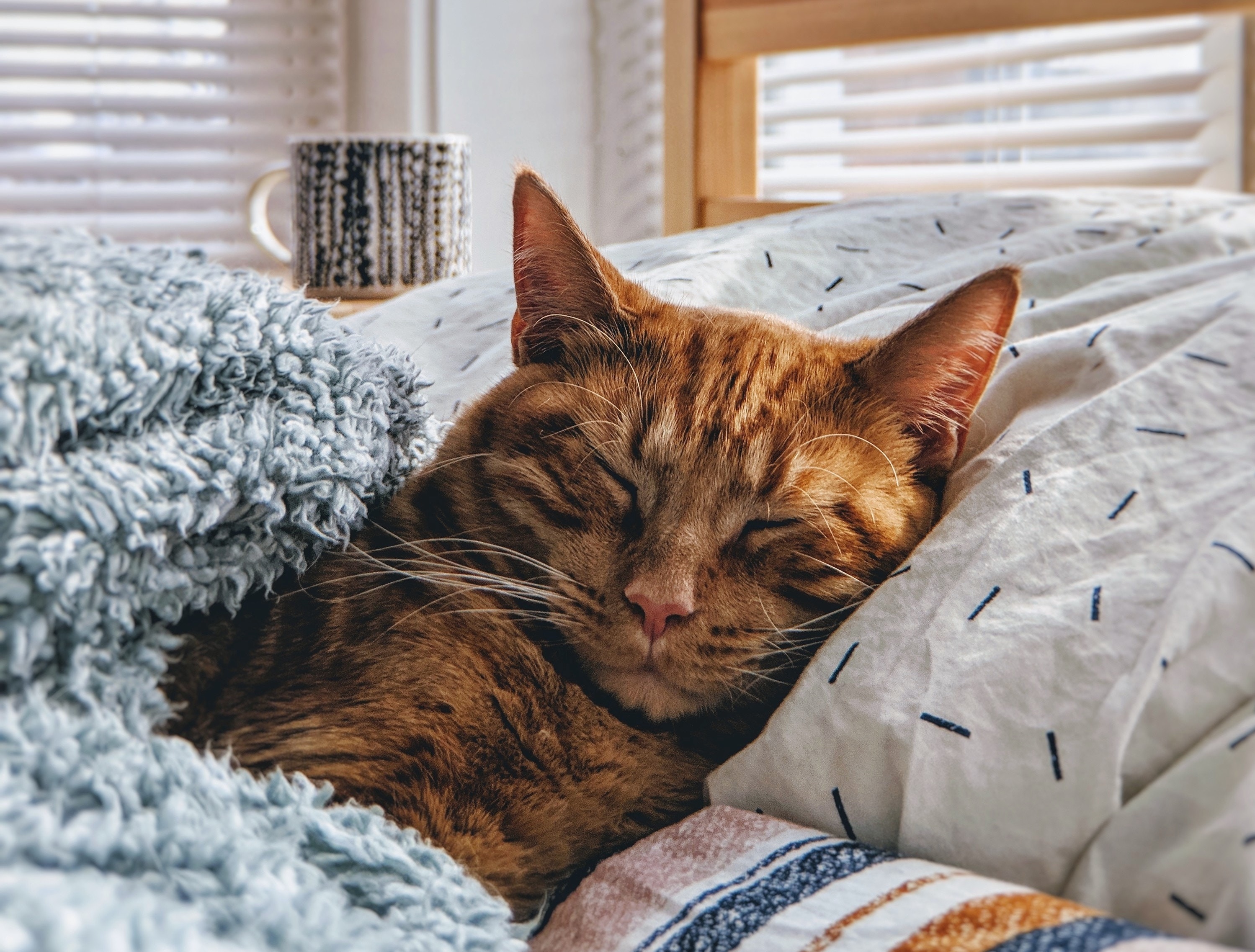 Cat asleep in bed | The supply of for-sale homes grew in January 2019, up 6 percent annually, and in the most expensive markets, for-sale supply increased 12 percent in that time.