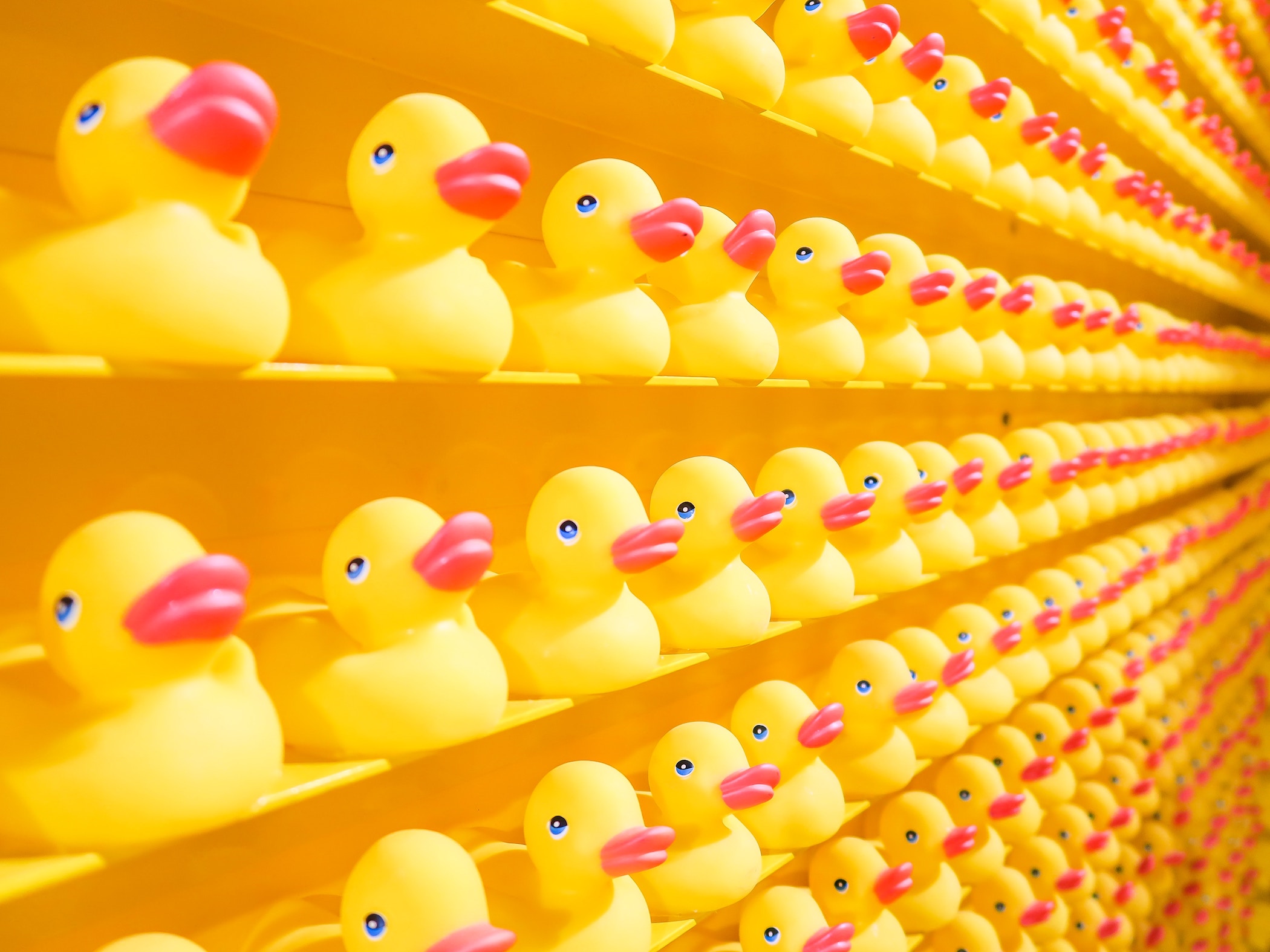 Rubber duckies on a wall