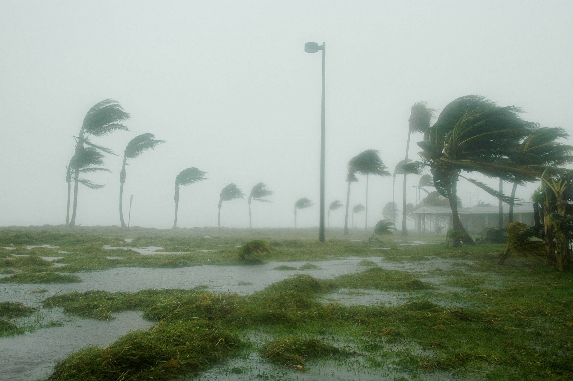 Hurricane, palm trees