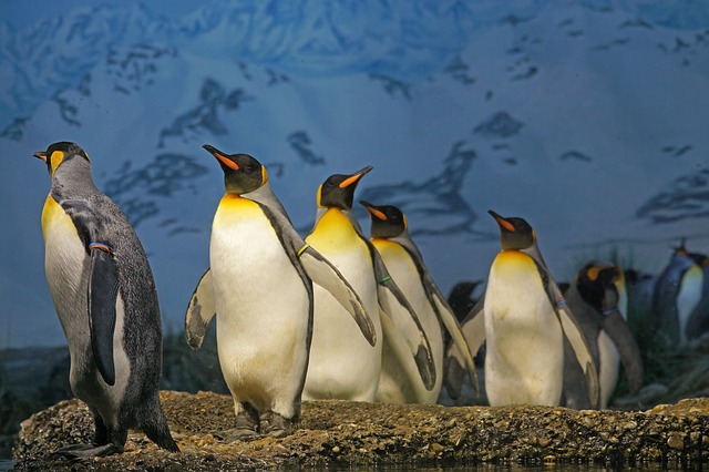 King Penguin Migration