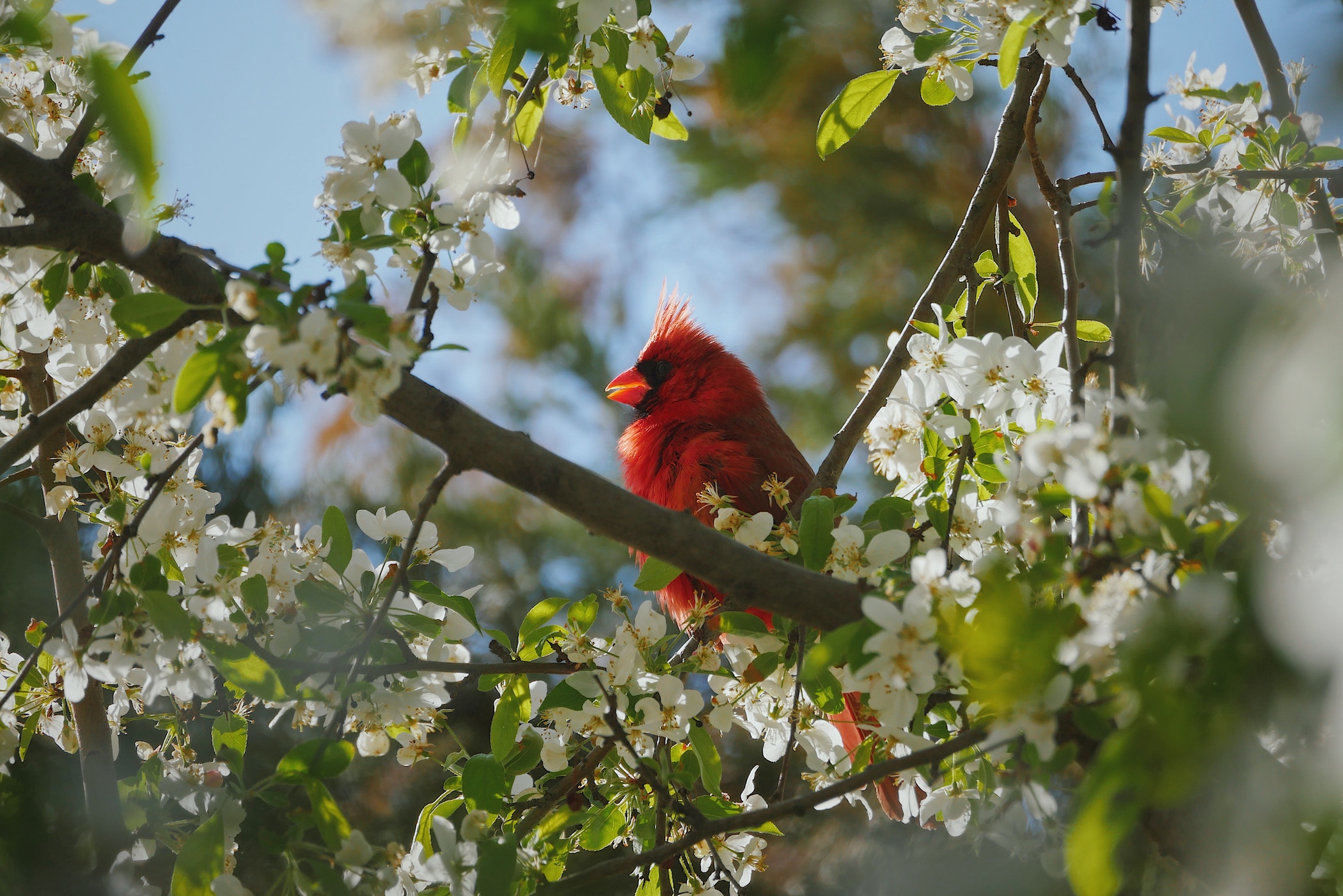 Cardinal in tree