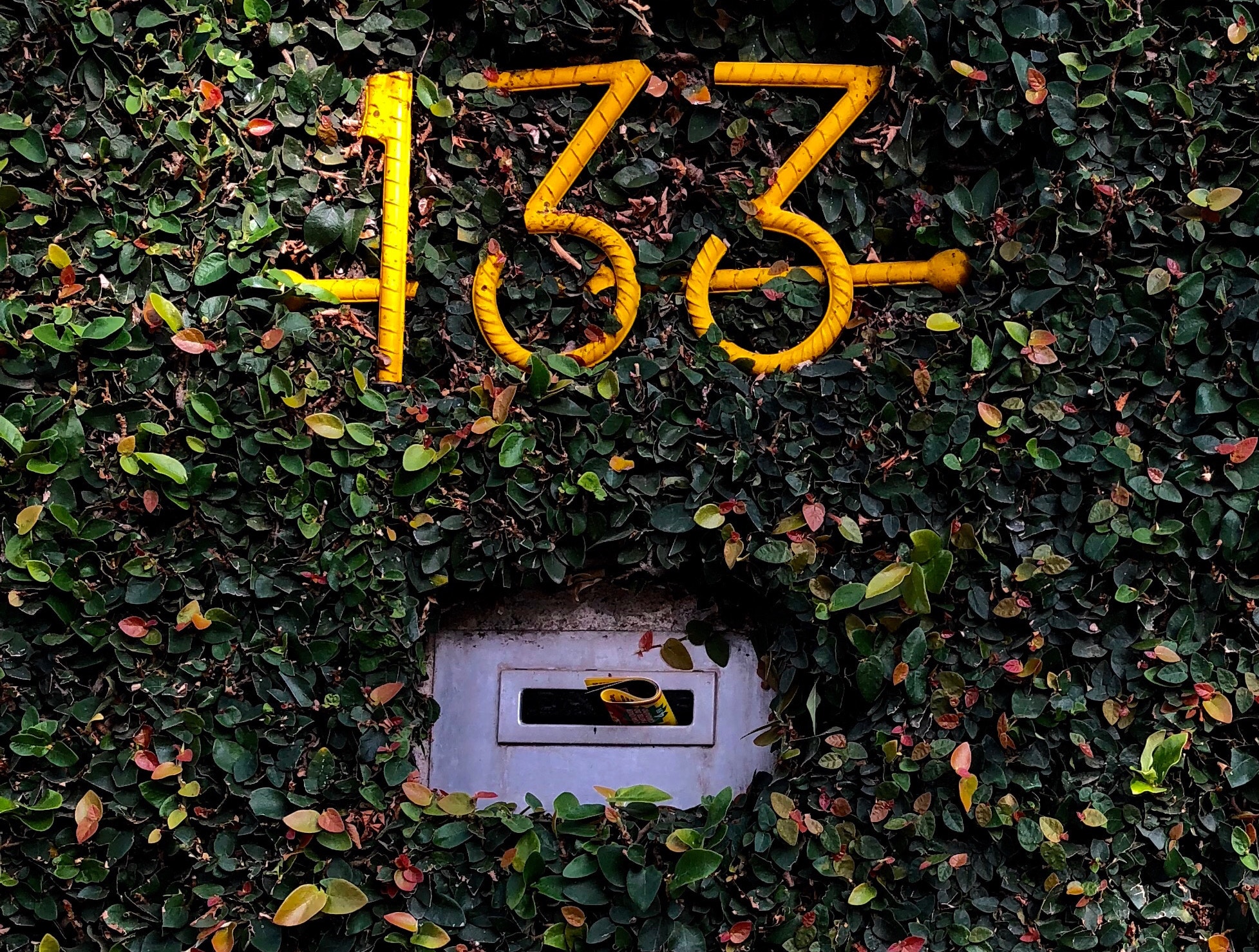Wall covered in plant with mail slot and address numbers