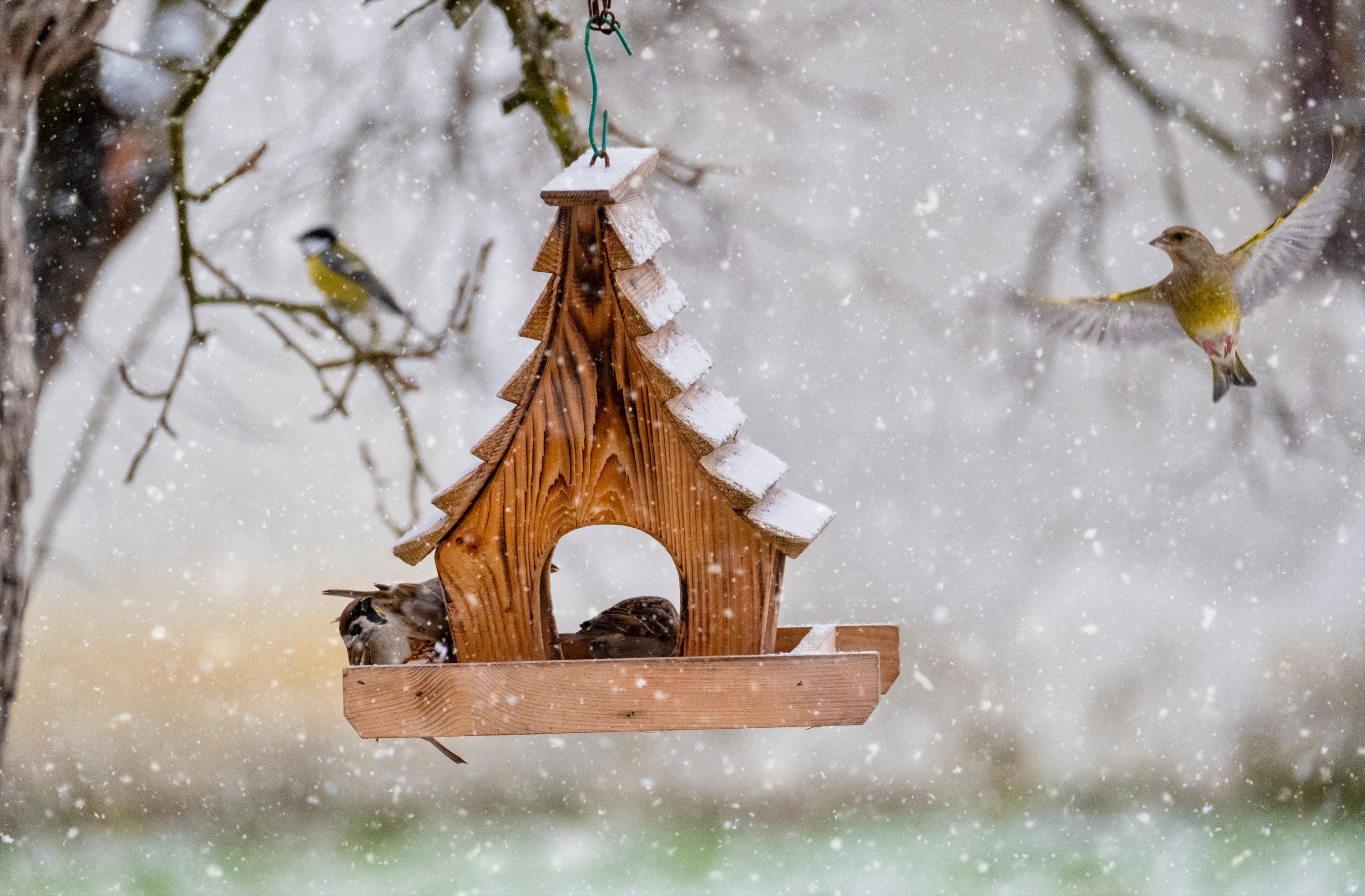 Birdhouse in the winter